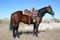 Dale Christensen Gelding