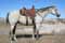 Dale Christensen Gelding
