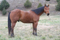 Richard Jobgen Gelding