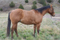 Richard Jobgen Gelding